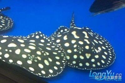 魟魚灰盤好還是黑盤好：關于魟魚灰盤好還是黑盤好的問題