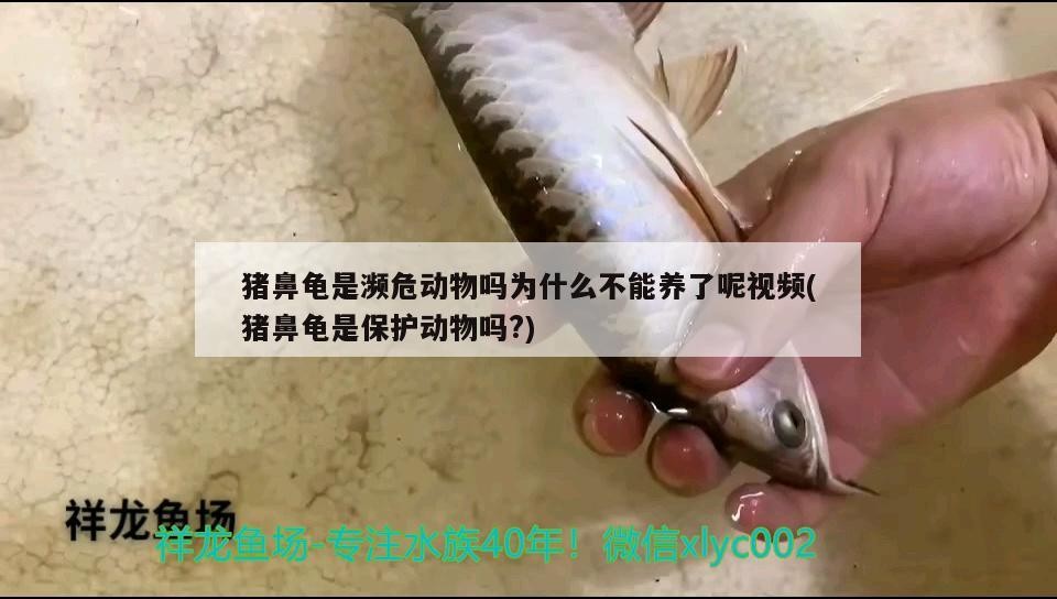 豬鼻龜是瀕危動物嗎為什么不能養(yǎng)了呢視頻(豬鼻龜是保護動物嗎?)