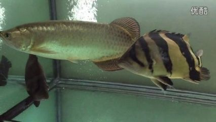 印尼虎魚暴斃原因分析:印尼虎魚暴斃原因分析印尼虎魚暴斃原因分析 虎魚百科 第1張 印尼虎魚暴斃原因分析:印尼虎魚暴斃原因分析印尼虎魚暴斃原因分析 印尼虎魚暴斃原因分析:印尼虎魚暴斃原因分析印尼虎魚暴斃原因分析 虎魚百科 第1張