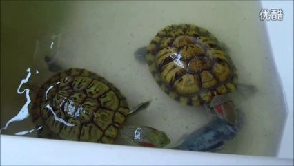 銀龍魚和什么魚混養不會打架（銀龍魚和什么魚可以混養） 銀龍魚和什么魚混養不會打架（銀龍魚和什么魚可以混養） 銀龍魚百科 第1張