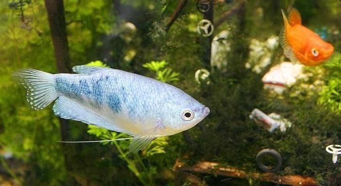 觀賞魚藍曼龍怎么養殖（如何構建理想的藍曼龍魚水族箱）