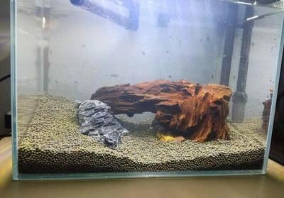 380的魚缸養多大的魚合適：380的魚缸適合養什么樣的魚