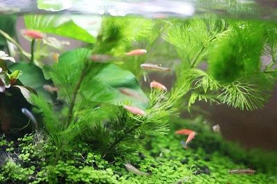 380的魚缸養多大的魚合適：380的魚缸適合養什么樣的魚