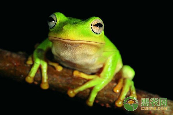 金魚喜歡深水還是淺水？深度解析金魚的生存環境需求