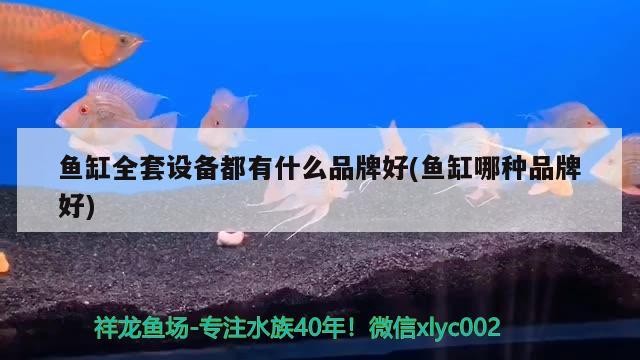 金龍魚最低溫度是多少(金龍魚最低溫度是多少攝氏度)