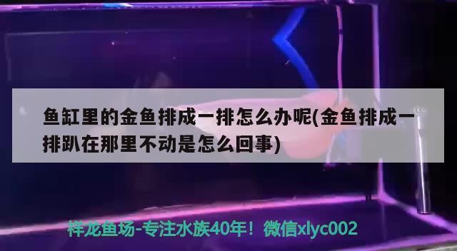 魚缸里的金魚排成一排怎么辦呢(金魚排成一排趴在那里不動是怎么回事)