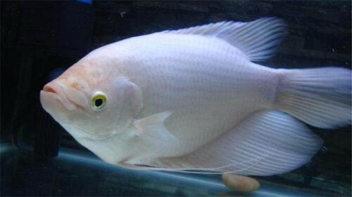 金魚尾巴爛成了絲絲，一場關(guān)于生命脆弱與救贖的觀察日記
