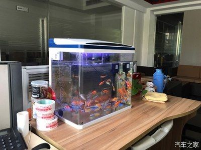 紅龍魚怎么養方法介紹一下：養殖紅龍魚需要注意以下幾個方面