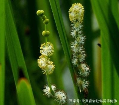 金魚圖什么位置最旺？風(fēng)水布局與家居招財(cái)?shù)膴W秘