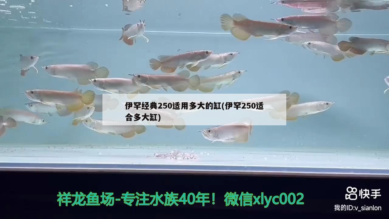 伊罕經典250適用多大的缸(伊罕250適合多大缸)