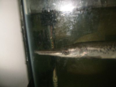 自貢龍魚vs祥龍魚場（自貢龍魚和祥龍魚場哪個好）