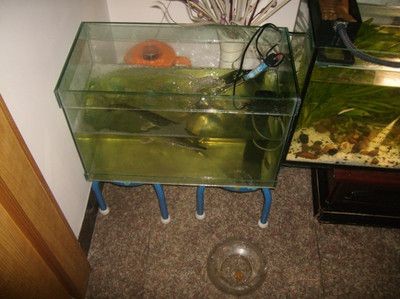 自貢龍魚vs祥龍魚場（自貢龍魚和祥龍魚場哪個好）