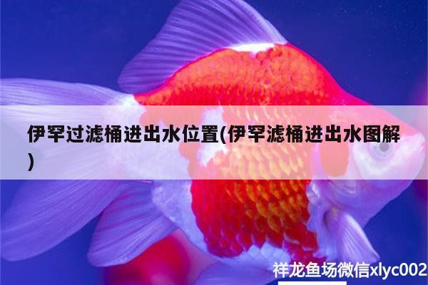 伊罕過濾桶進出水位置(伊罕濾桶進出水圖解) 伊罕過濾桶進出水位置(伊罕濾桶進出水圖解) 伊罕水族