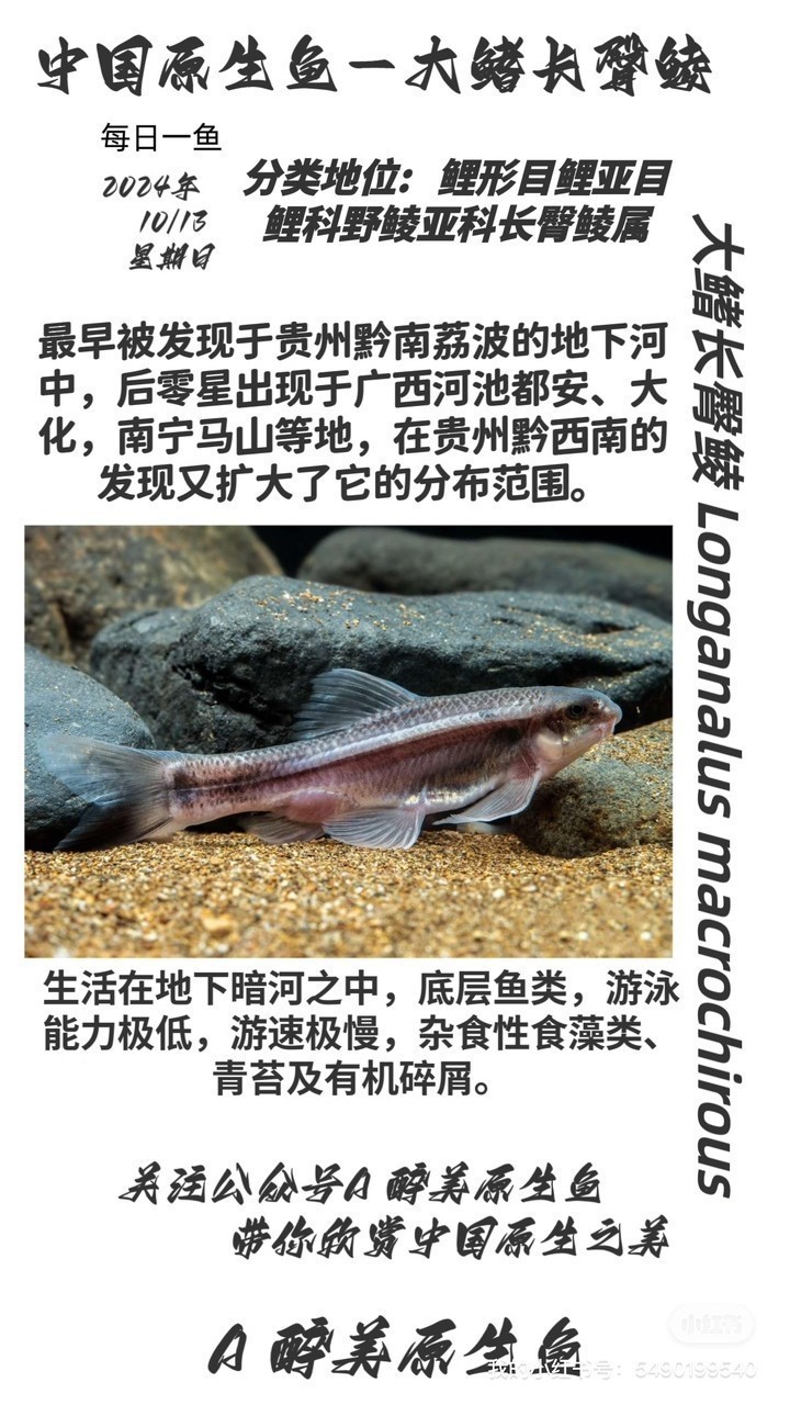 大鰭長臀鯪