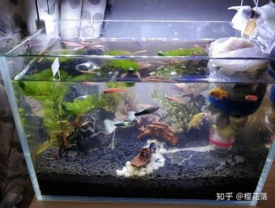 30cm魚缸多大：30cm，