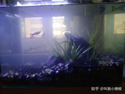 30cm魚缸多大：30cm，