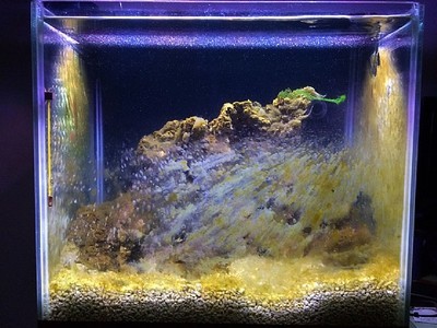 金魚身體傾斜還有救嗎？解析病因與救治方法