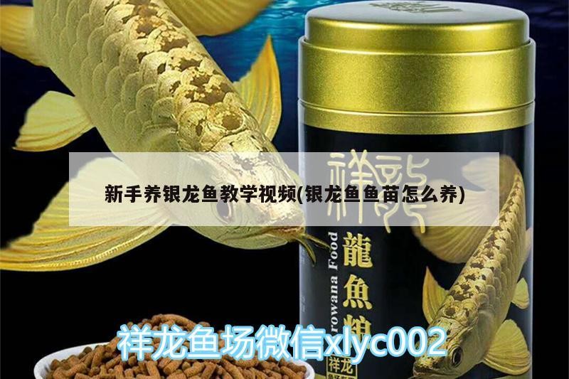 新手養銀龍魚教學視頻(銀龍魚魚苗怎么養)