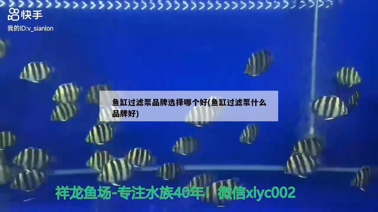 魚缸過濾泵品牌選擇哪個好(魚缸過濾泵什么品牌好)