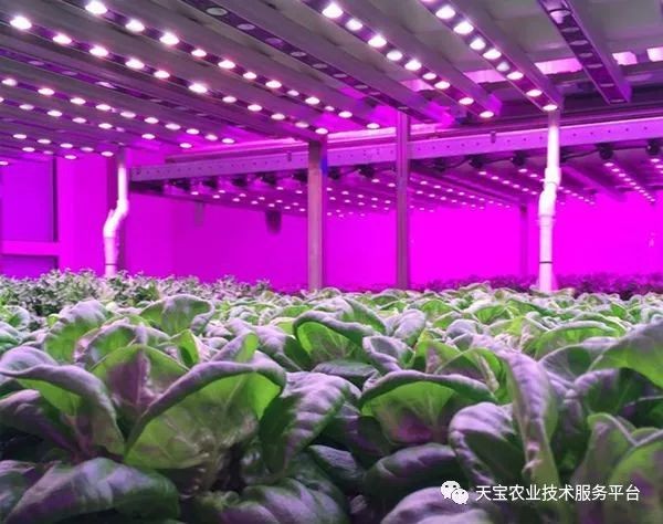 金魚能和銀龍魚一起養嗎？混養需謹慎的全面解析