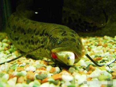 金魚能和銀龍魚一起養嗎？混養需謹慎的全面解析