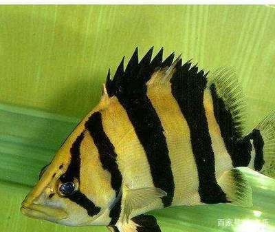 虎魚溫度長期30度可以嗎?:虎魚溫度長期30度可以嗎虎魚溫度長期30度可以嗎 虎魚百科 第2張 虎魚溫度長期30度可以嗎?:虎魚溫度長期30度可以嗎虎魚溫度長期30度可以嗎 虎魚溫度長期30度可以嗎?:虎魚溫度長期30度可以嗎虎魚溫度長期30度可以嗎 虎魚百科 第2張
