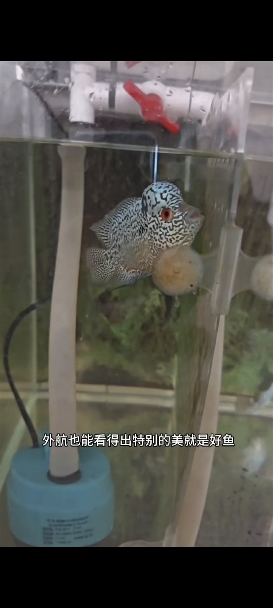 馬來西亞馬騮