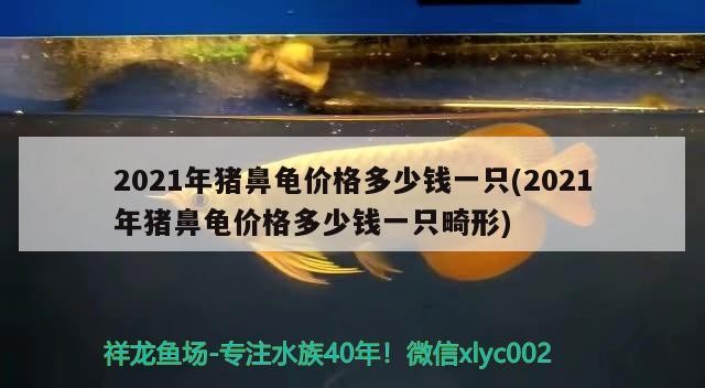 2021年豬鼻龜價(jià)格多少錢一只(2021年豬鼻龜價(jià)格多少錢一只畸形) 2021年豬鼻龜價(jià)格多少錢一只(2021年豬鼻龜價(jià)格多少錢一只畸形) 豬鼻龜百科