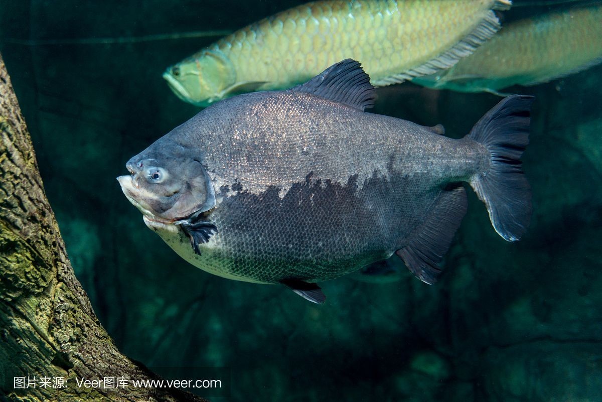 虎魚吃魚：大魚吃小魚，虎魚吃魚