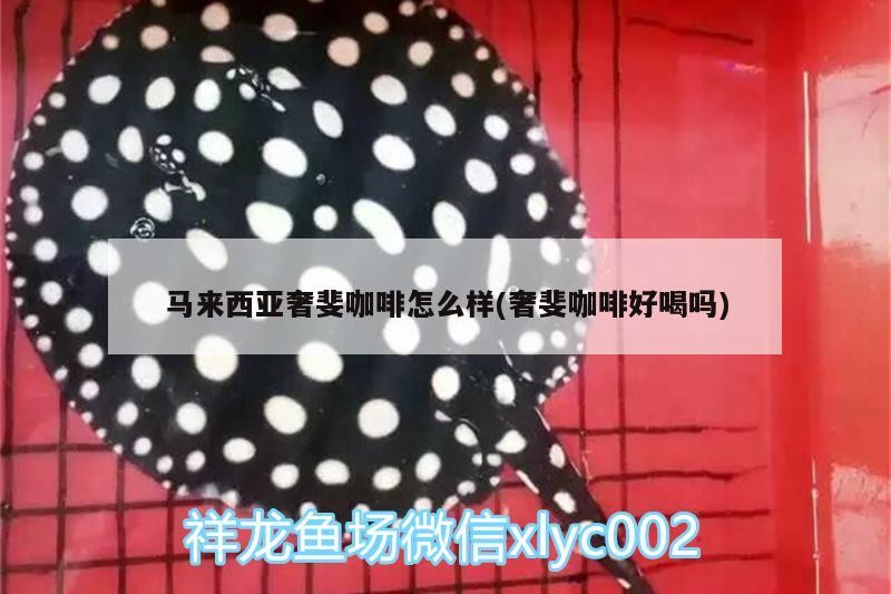 馬來(lái)西亞奢斐咖啡怎么樣(奢斐咖啡好喝嗎)