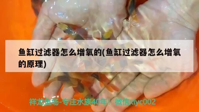 金魚糞便最怕三個東西，如何保持魚缸清潔健康？