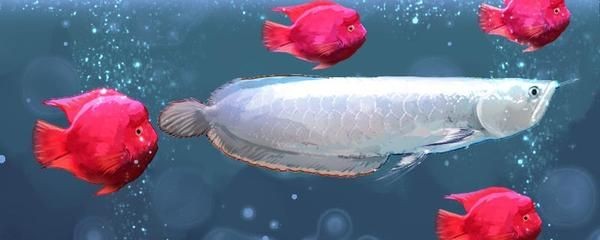 魟魚吃魚缸掉的魚鱗嗎：魟魚會(huì)吃魚缸掉的魚鱗嗎
