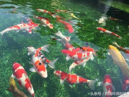 金魚多久換一次水？科學養護指南 金魚多久換一次水？科學養護指南 龍魚百科 第3張