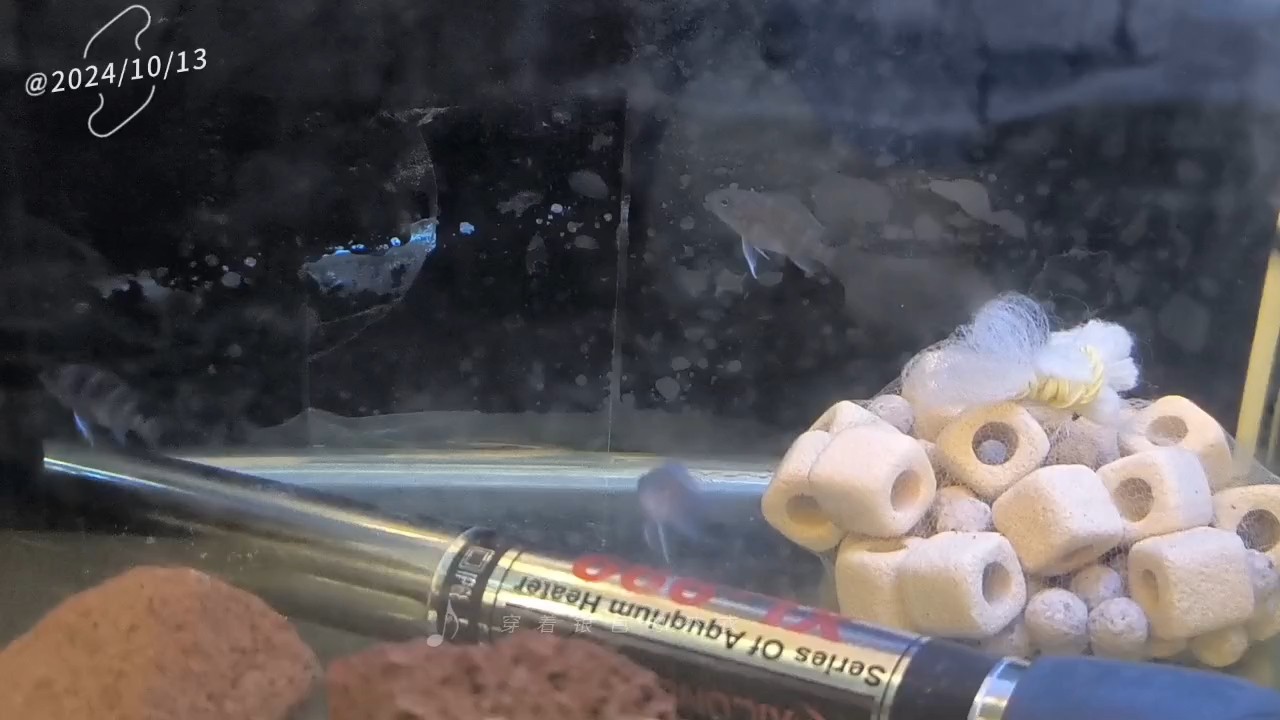 薩伊藍小崽崽大概率是快滿月了