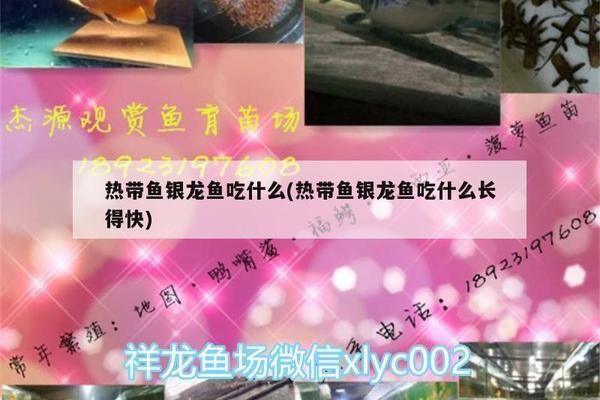 金魚的正確養(yǎng)法，從新手到專家的全面指南