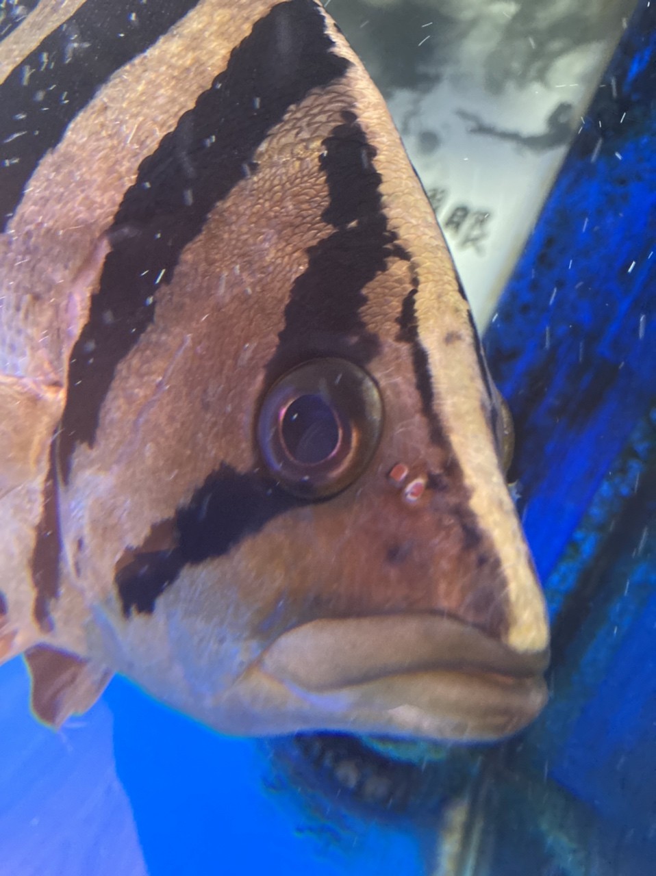 跪求大神幫忙確認下虎魚眼睛的問題