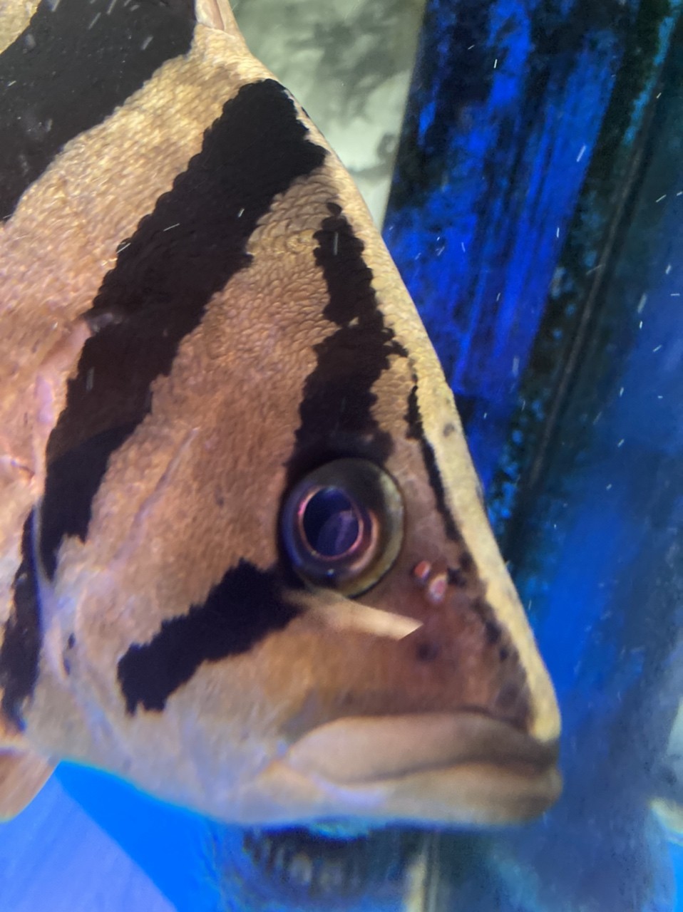 跪求大神幫忙確認下虎魚眼睛的問題