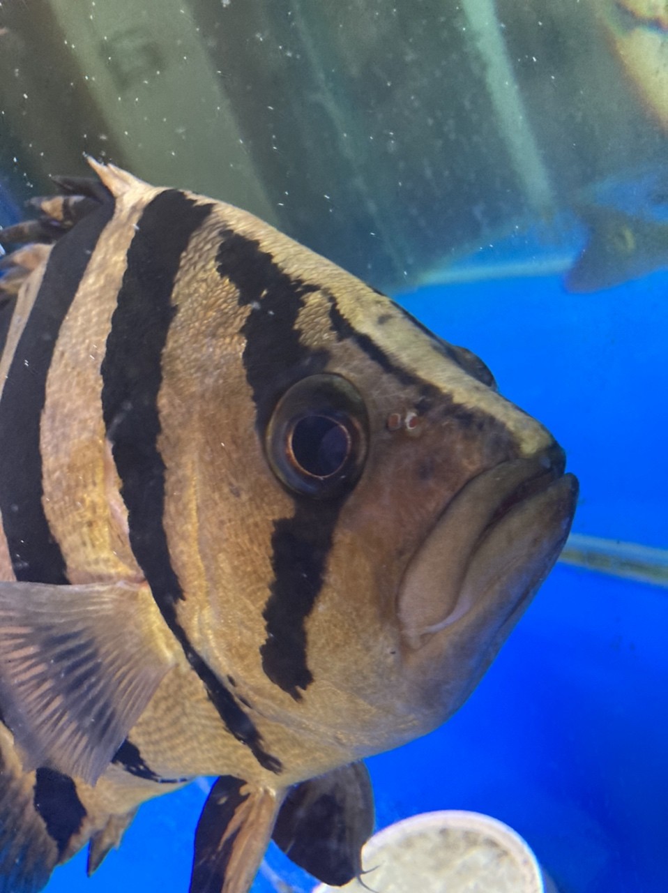 跪求大神幫忙確認下虎魚眼睛的問題