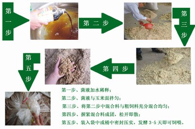 金魚擋災(zāi)后怎么處理？科學(xué)應(yīng)對與風(fēng)水講究全解析