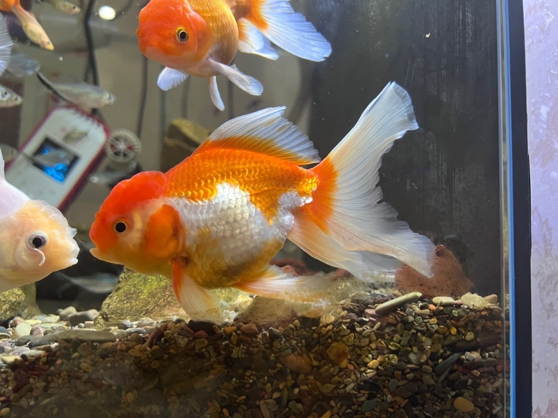 請大佬們幫我看一下這個這個是什么金魚？