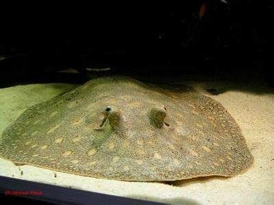 觀賞魟魚分類：觀賞魟魚可以根據不同的分類方式進行劃分 觀賞魟魚分類：觀賞魟魚可以根據不同的分類方式進行劃分 魟魚百科 第1張