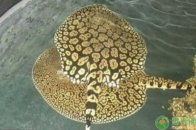 觀賞魟魚分類：觀賞魟魚可以根據不同的分類方式進行劃分 觀賞魟魚分類：觀賞魟魚可以根據不同的分類方式進行劃分 魟魚百科 第3張