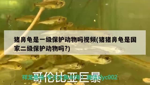 豬鼻龜是一級保護動物嗎視頻(豬豬鼻龜是國家二級保護動物嗎?)