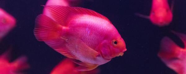 金頭龍魚與過背龍魚的區別，全面解析兩種珍貴龍魚
