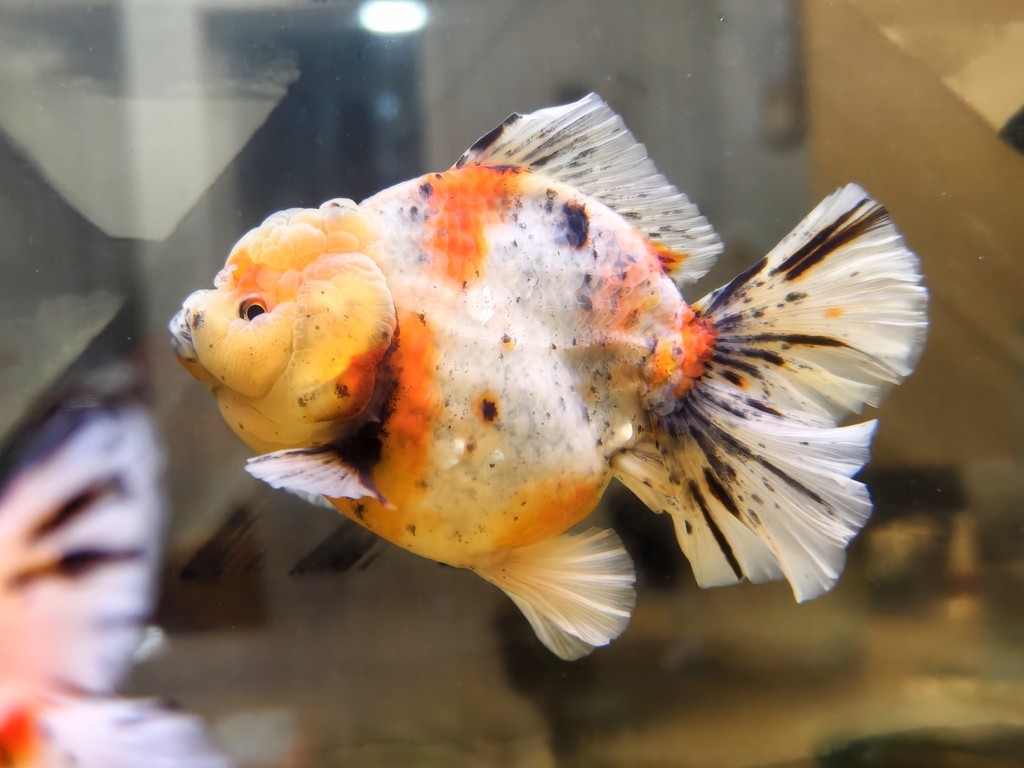 出一條精品種魚級(jí)泰獅