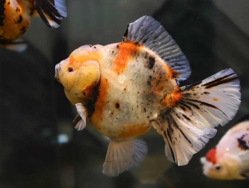 出一條精品種魚級(jí)泰獅
