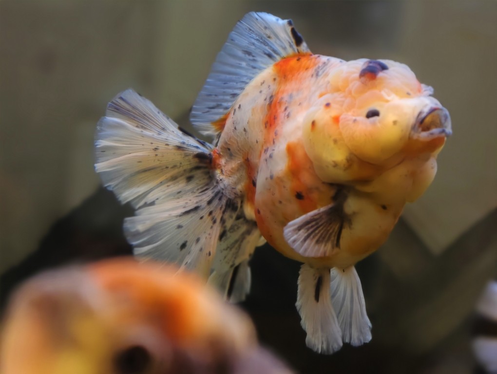 出一條精品種魚級(jí)泰獅