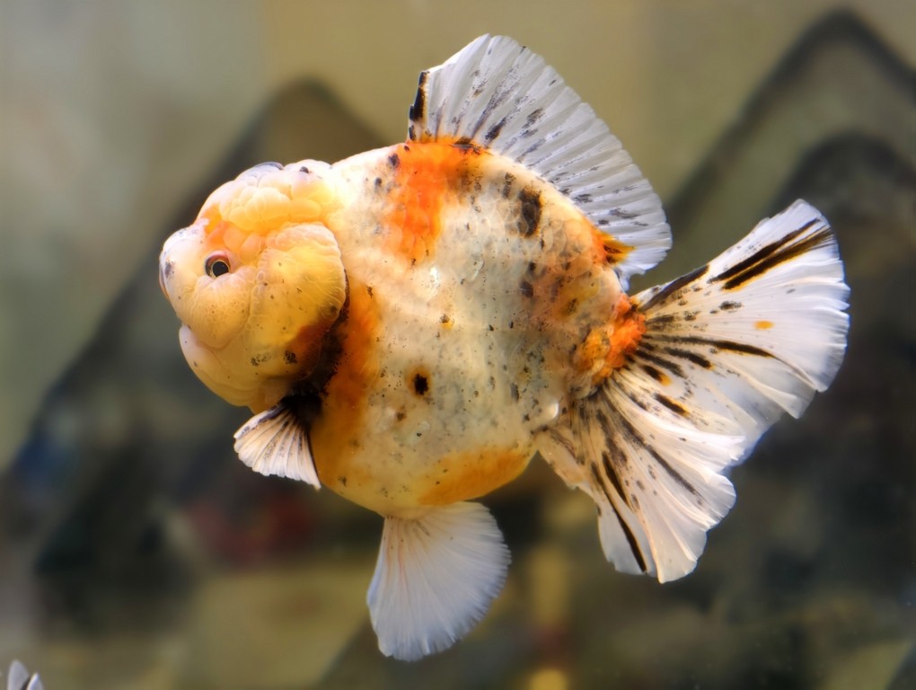出一條精品種魚級(jí)泰獅