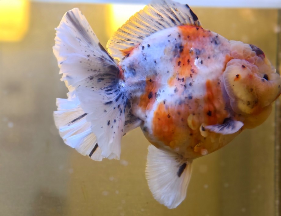 出一條精品種魚級(jí)泰獅