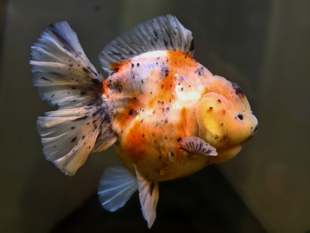 出一條精品種魚級(jí)泰獅